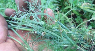 Popis odrůdy hojného kopru, jeho vlastnosti a výnos